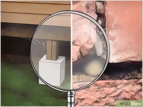 Держите пауков в качестве домашних животных Шаг 3