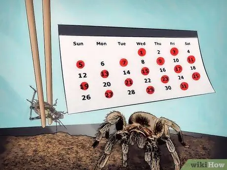 Держите пауков в качестве домашних животных Шаг 8