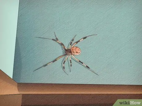 Определение паука-коричневой вдовы. Шаг 1