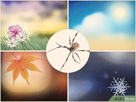 Определите паука-коричневую вдову. Шаг 10