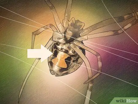 Определение паука-коричневой вдовы. Шаг 2