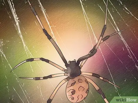 Определение паука-коричневой вдовы. Шаг 6