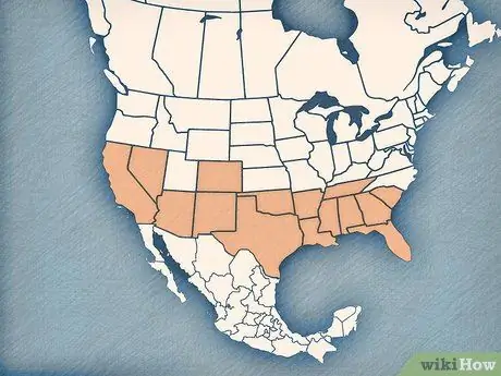 Определение паука-коричневой вдовы. Шаг 7