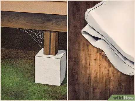 Определение паука-коричневой вдовы Шаг 9