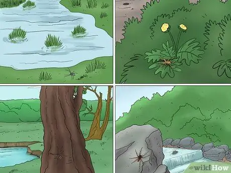 Определите детского паука. Шаг 10