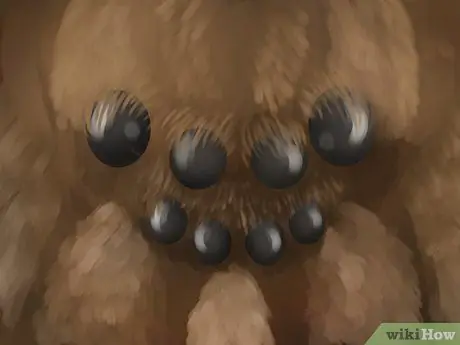 Определите питомника паука. Шаг 3