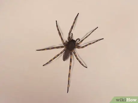 Определите детского паука. Шаг 9