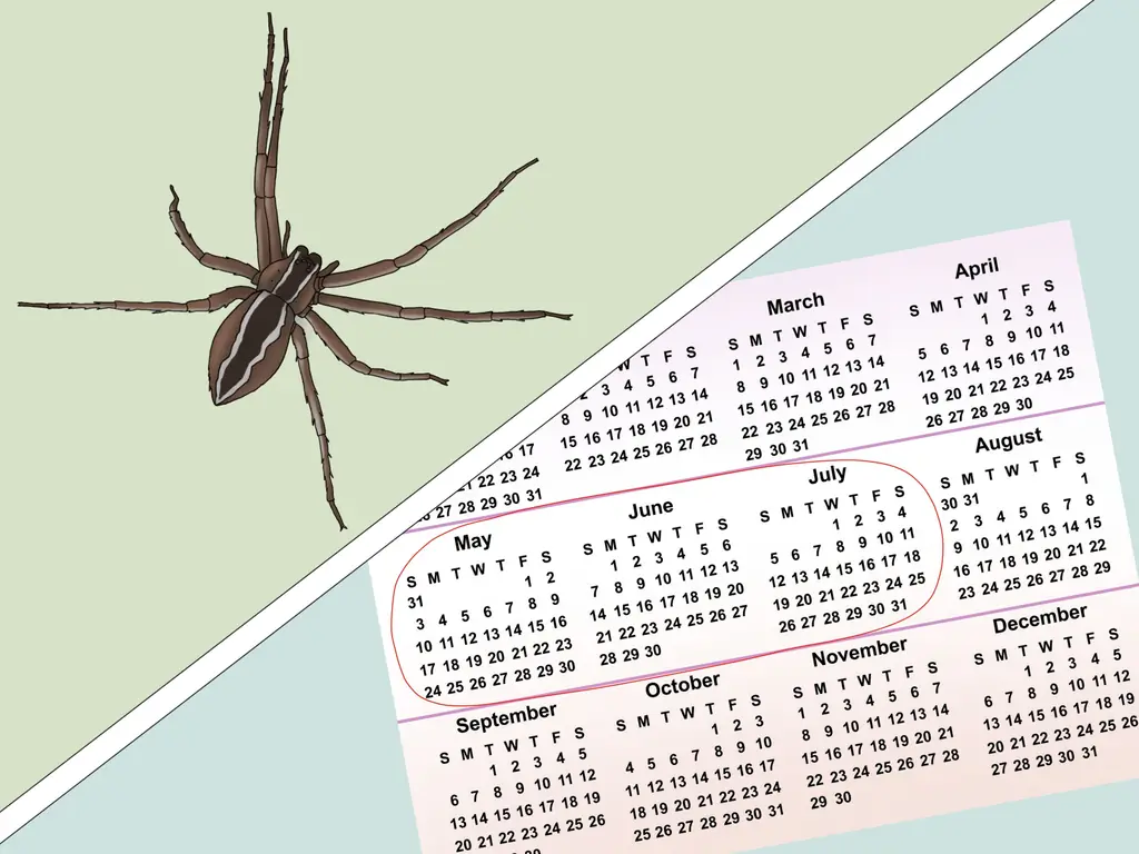 3 способа определить детского паука