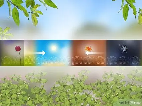 Уход за садовым пауком Шаг 1