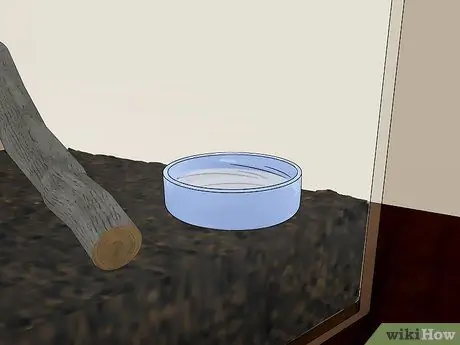 Уход за садовым пауком Шаг 10