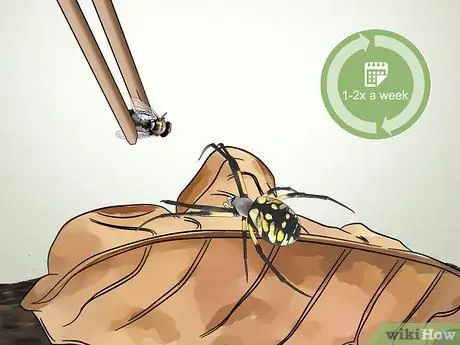 Уход за садовым пауком Шаг 12