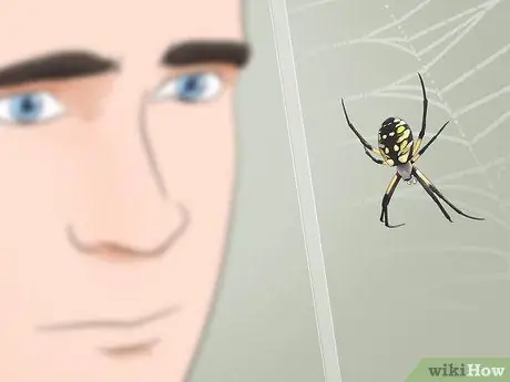 Уход за садовым пауком Шаг 13