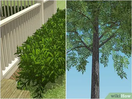 Уход за садовым пауком Шаг 2