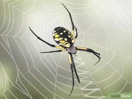 Уход за садовым пауком Шаг 3