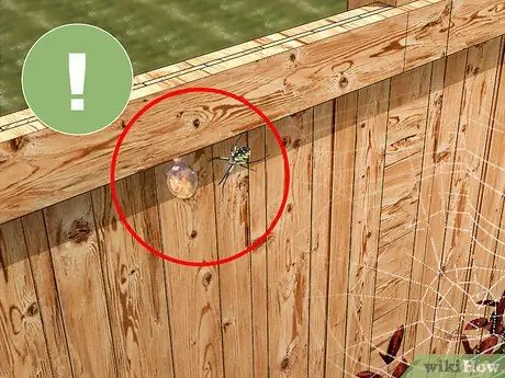 Уход за садовым пауком Шаг 4