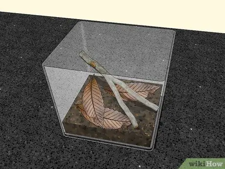 Уход за садовым пауком Шаг 7