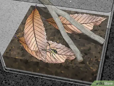 Уход за садовым пауком Шаг 8