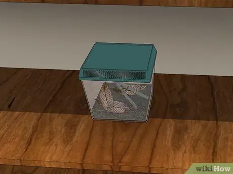 Уход за садовым пауком Шаг 9