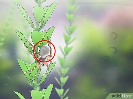 Определите водяного паука Шаг 3
