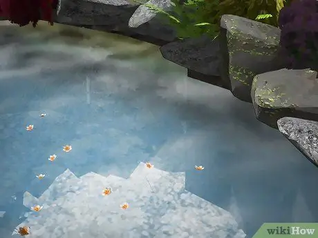 Определите водяного паука Шаг 5