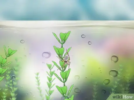 Определите водяного паука Шаг 6