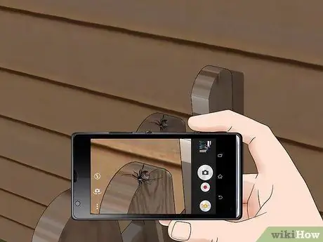 Определите красноспинного паука Шаг 10