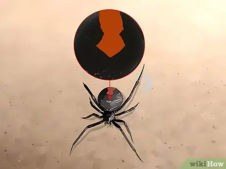 Определите красноспинного паука Шаг 2