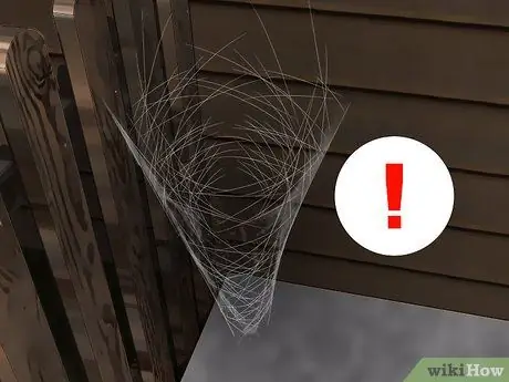 Определите красноспинного паука Шаг 5