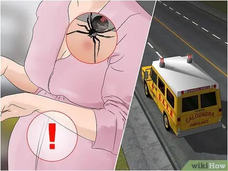 Как определить красноспинного паука Шаг 8