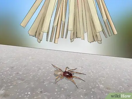 Поймать паука Шаг 10