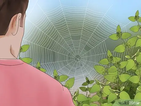 Поймать паука Шаг 14