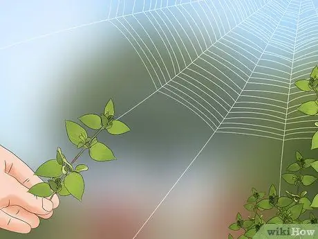 Поймать паука Шаг 15