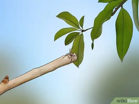 Поймать паука Шаг 17