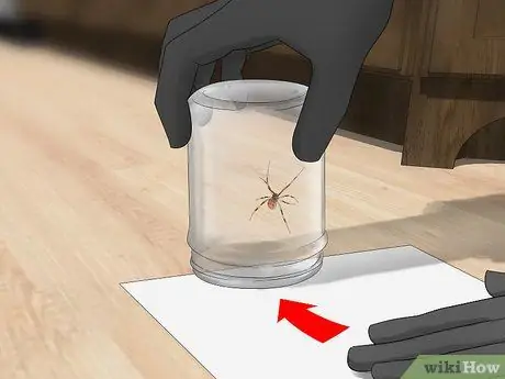 Поймать паука Шаг 2