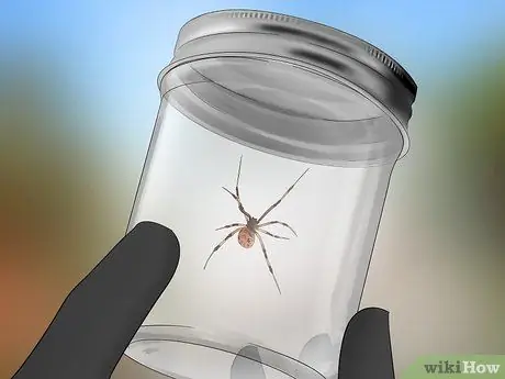 Поймать паука Шаг 5