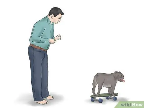 Учим бульдога кататься на скейтборде Шаг 11