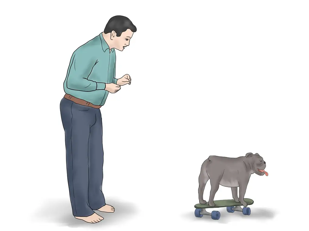 Как научить бульдога кататься на скейтборде: 11 шагов (с иллюстрациями)