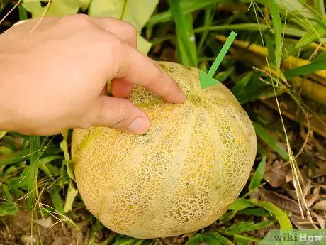 Созревание дыни Шаг 2 Созревание дыни Шаг 2