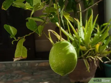 Созревшие лимоны Шаг 3