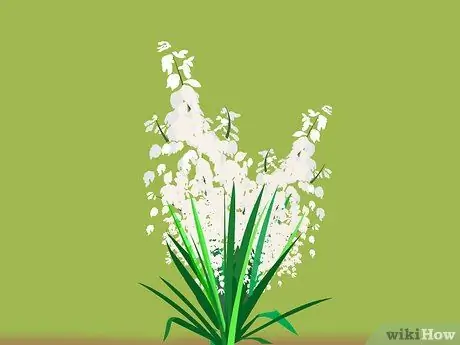 Съесть Юкку Шаг 1