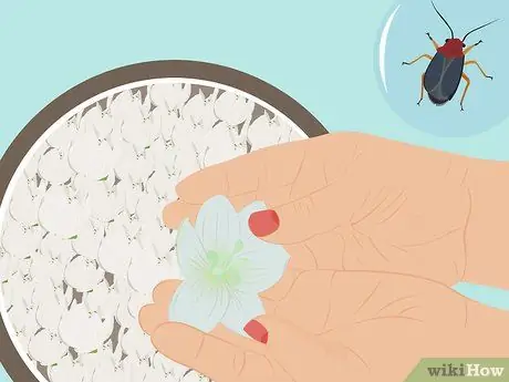 Съесть Юкку Шаг 3