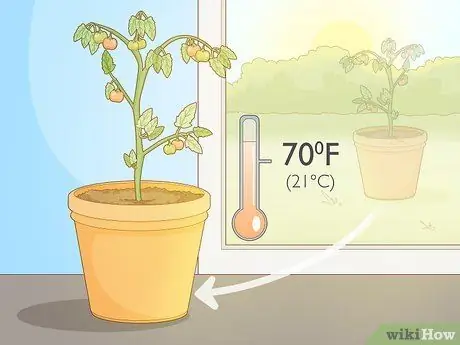 Созревшие зеленые помидоры Шаг 1