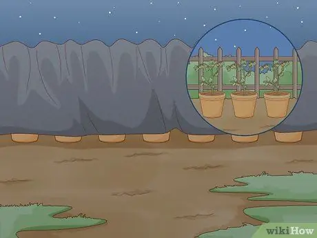 Созревшие зеленые помидоры, шаг 2