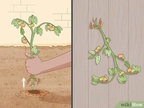 Созревшие зеленые помидоры Шаг 3