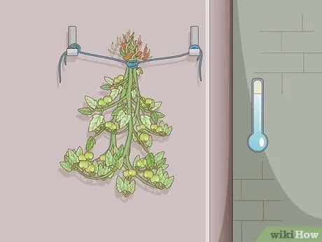 Созревшие зеленые помидоры Шаг 4