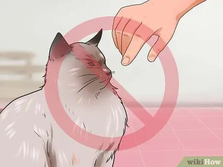 Как не дать кошке укусить и поцарапать шаг 2