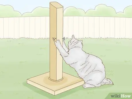 Выберите дерево для кошачьих царапин, шаг 2