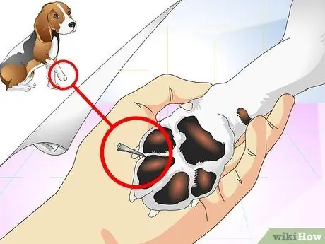 Лечить занозы для собак Шаг 1