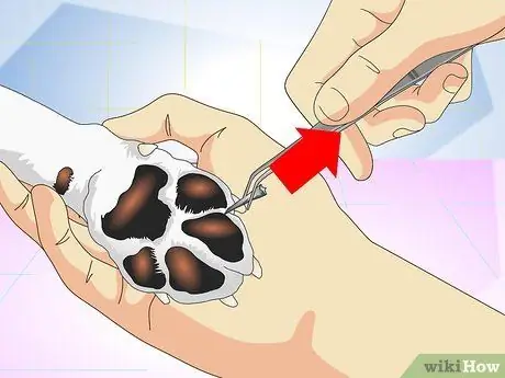 Лечить занозы для собак Шаг 4