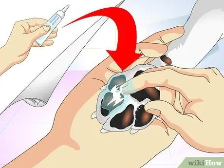 Лечить осколки для собак Шаг 7